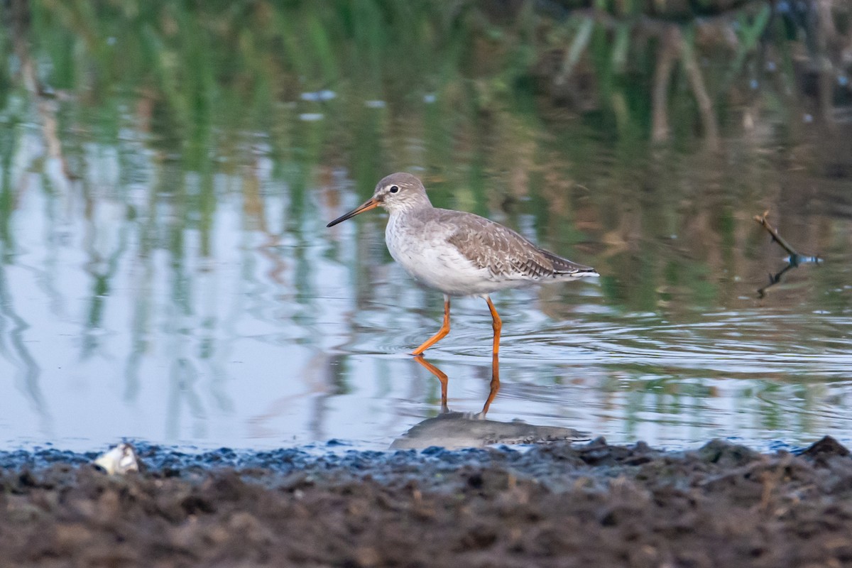 Spotted Redshank - ML207252991