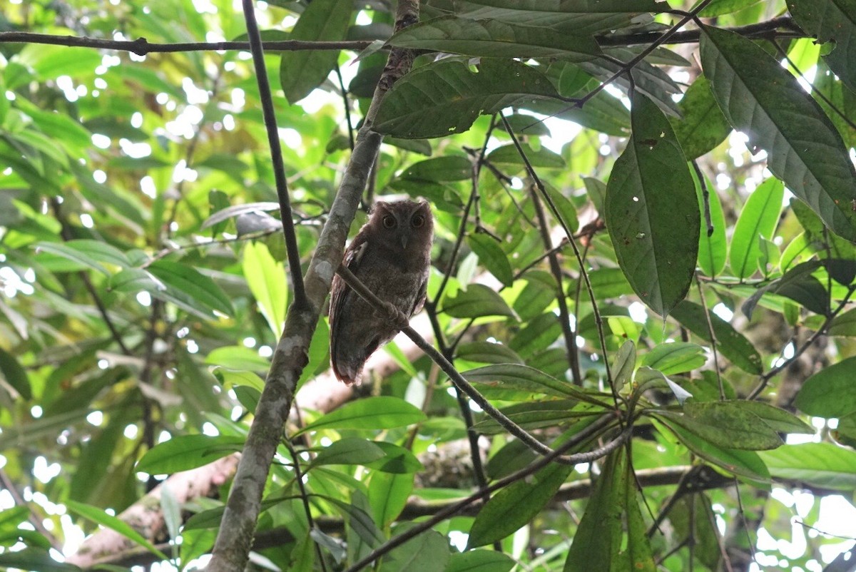 Foothill Screech-Owl - ML207253621