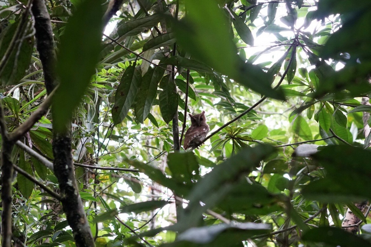 Foothill Screech-Owl - ML207253631