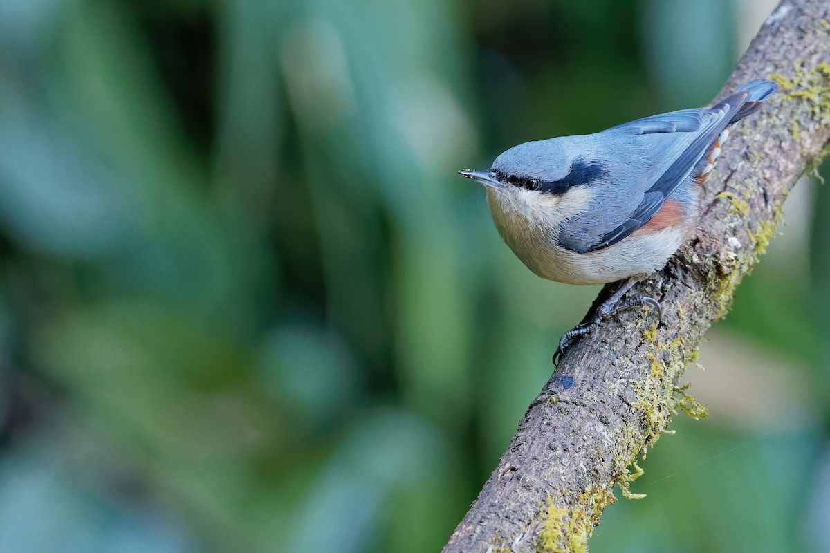 Chestnut-vented Nuthatch - ML207253901