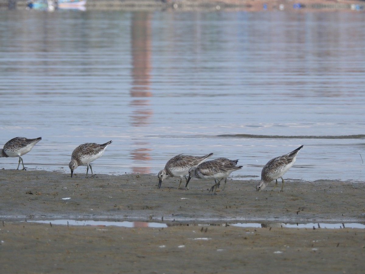 Great Knot - ML207254021