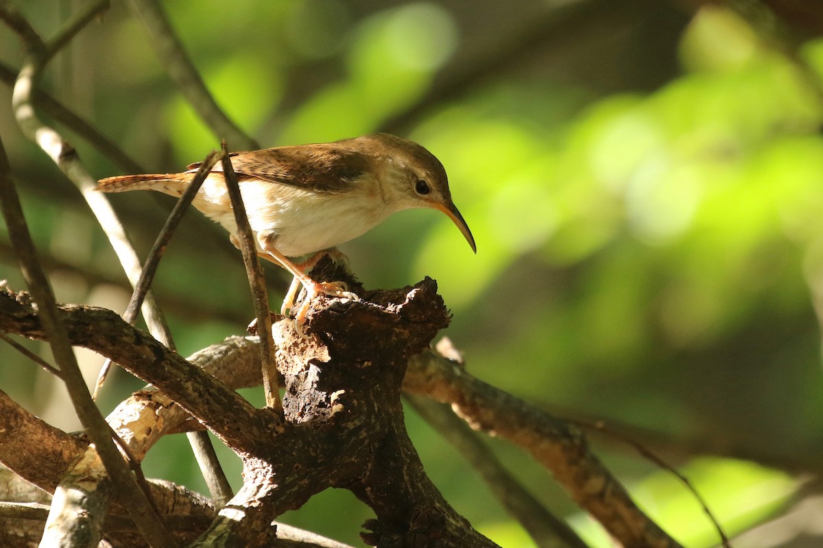 House Wren (St. Lucia) - Ryan Zucker