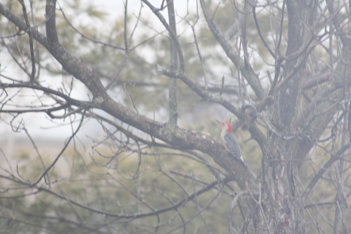 Red-bellied Woodpecker - ML207254981