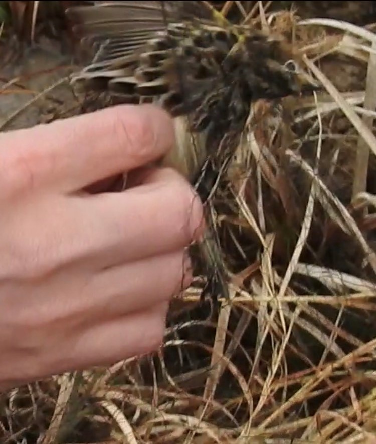 Grasshopper Sparrow - ML207255031