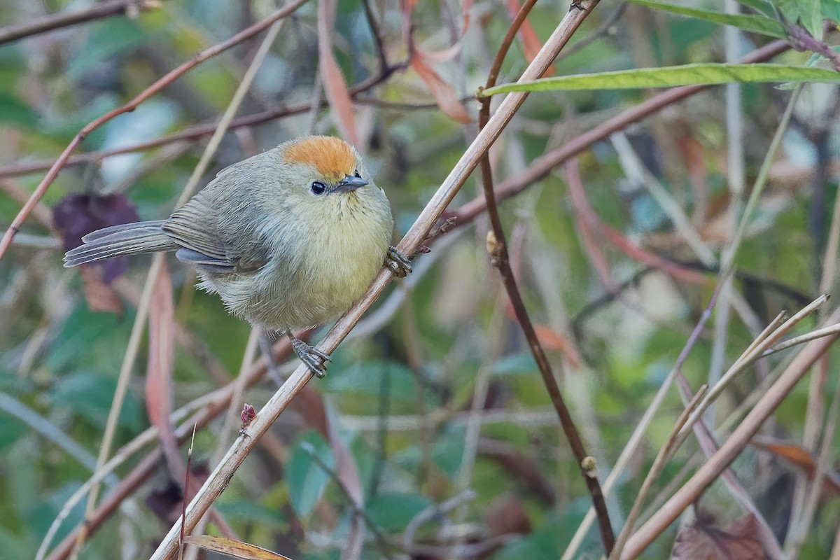 Buff-chested Babbler - ML207255191