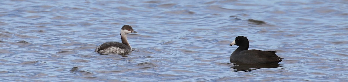 American Coot (Red-shielded) - ML20725611