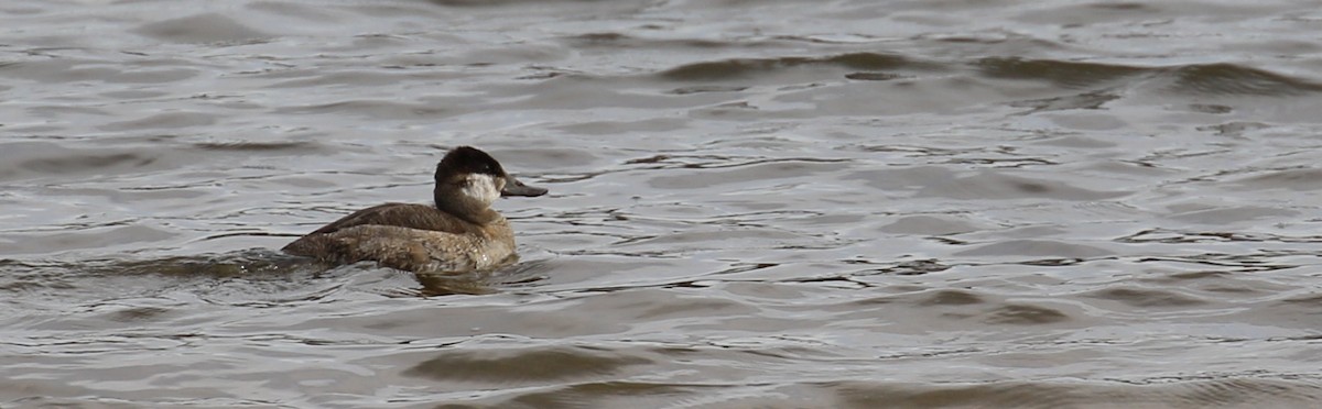 Ruddy Duck - Jeff Tingle