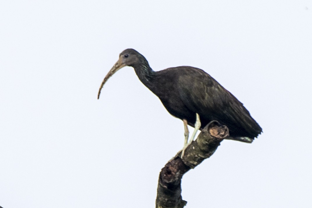 ibis zelený - ML207257241
