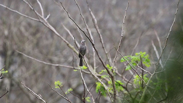 Brown-eared Bulbul - ML207257531