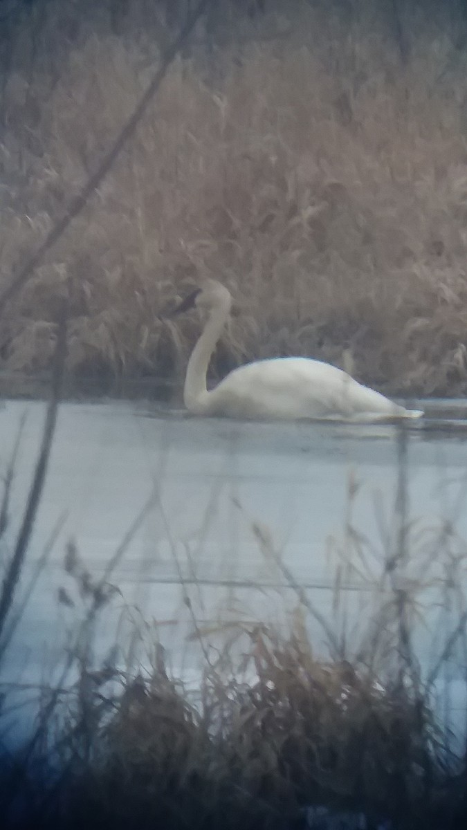 Trumpeter Swan - ML207257591