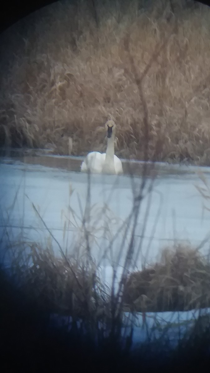 Trumpeter Swan - ML207257671