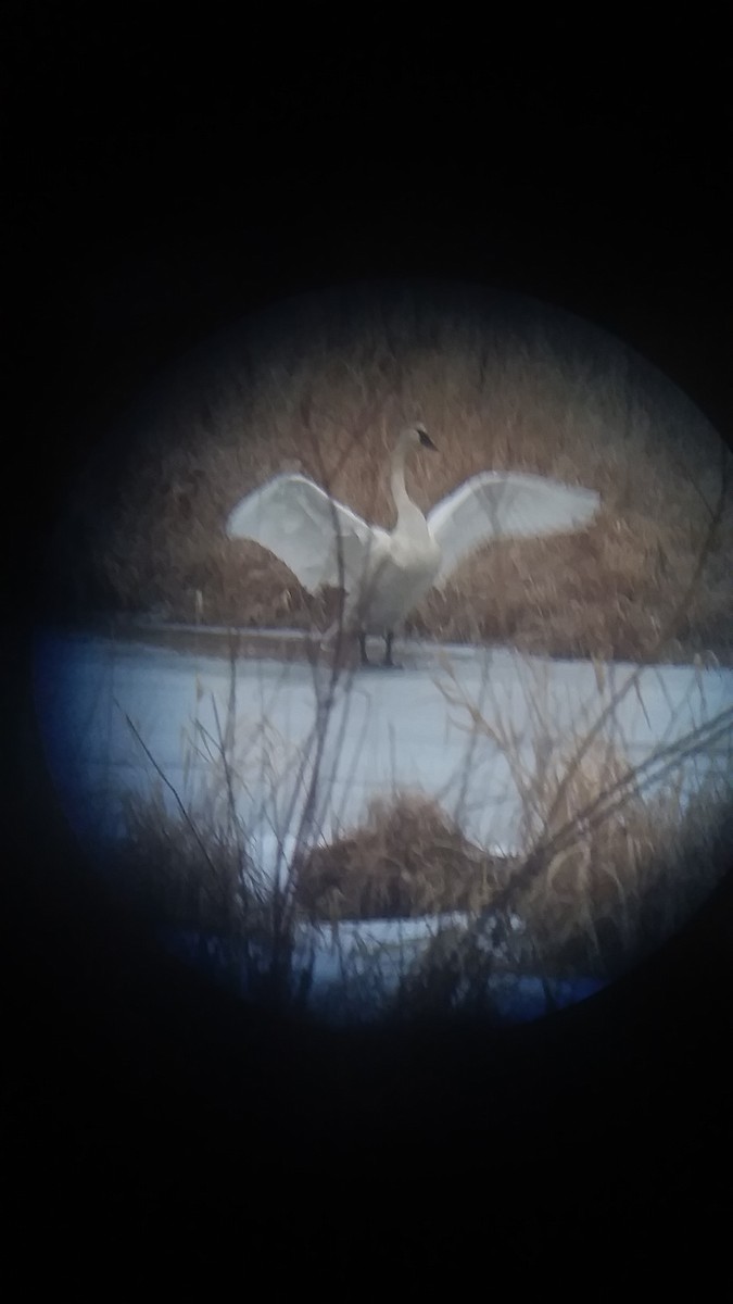 Trumpeter Swan - ML207257791