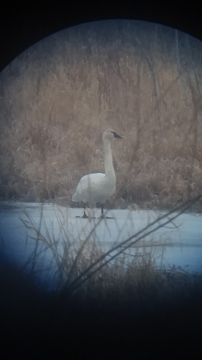 Trumpeter Swan - Jonathan Weeks