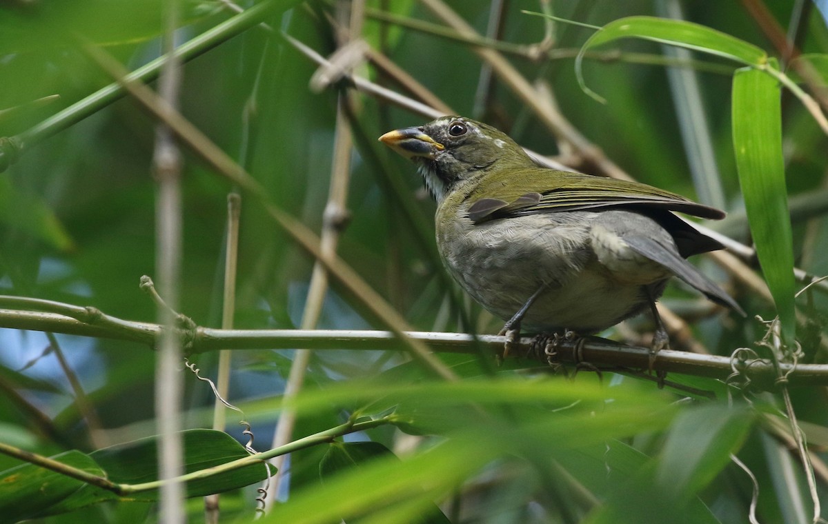 Lesser Antillean Saltator - Ryan Zucker