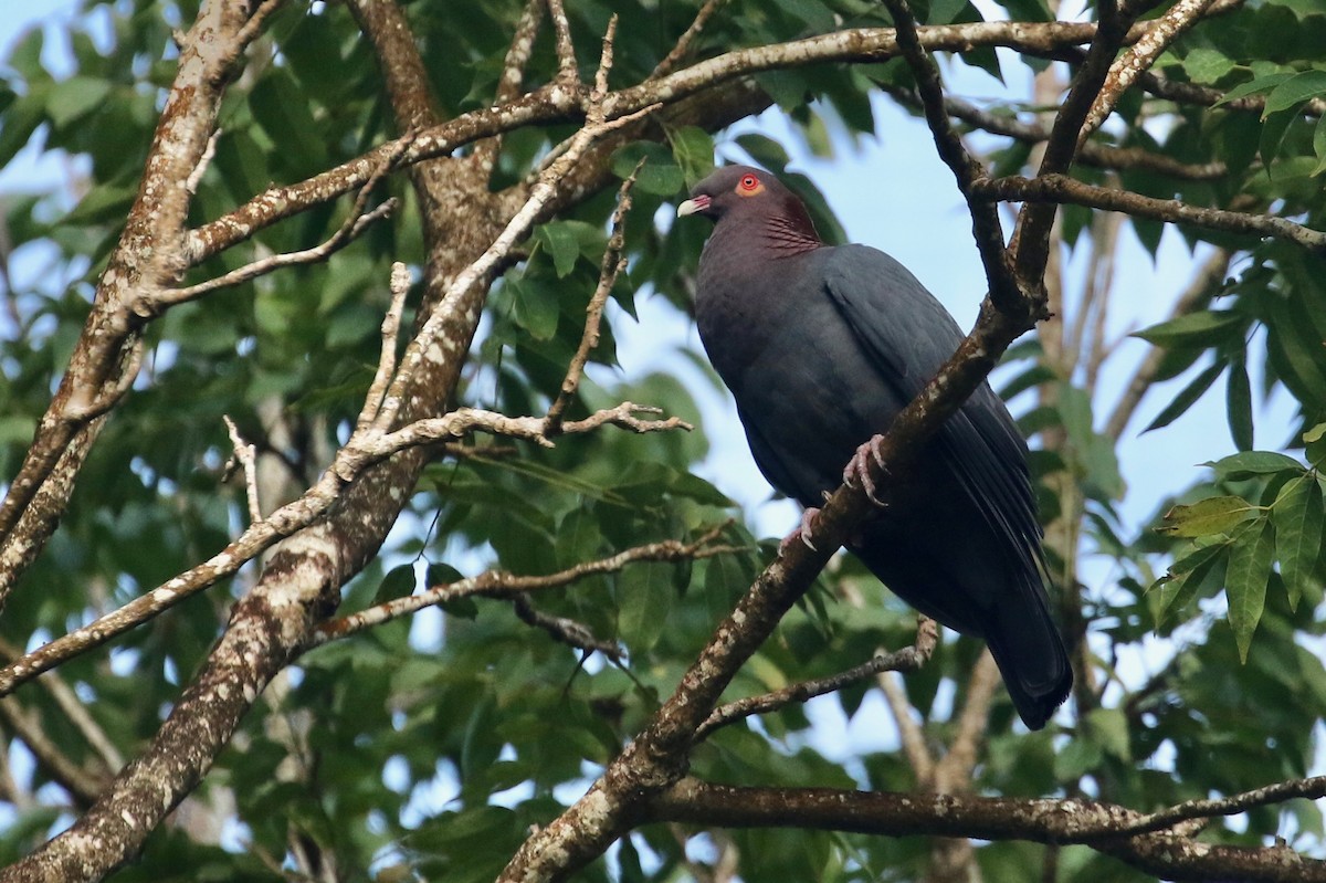 Scaly-naped Pigeon - Ryan Zucker