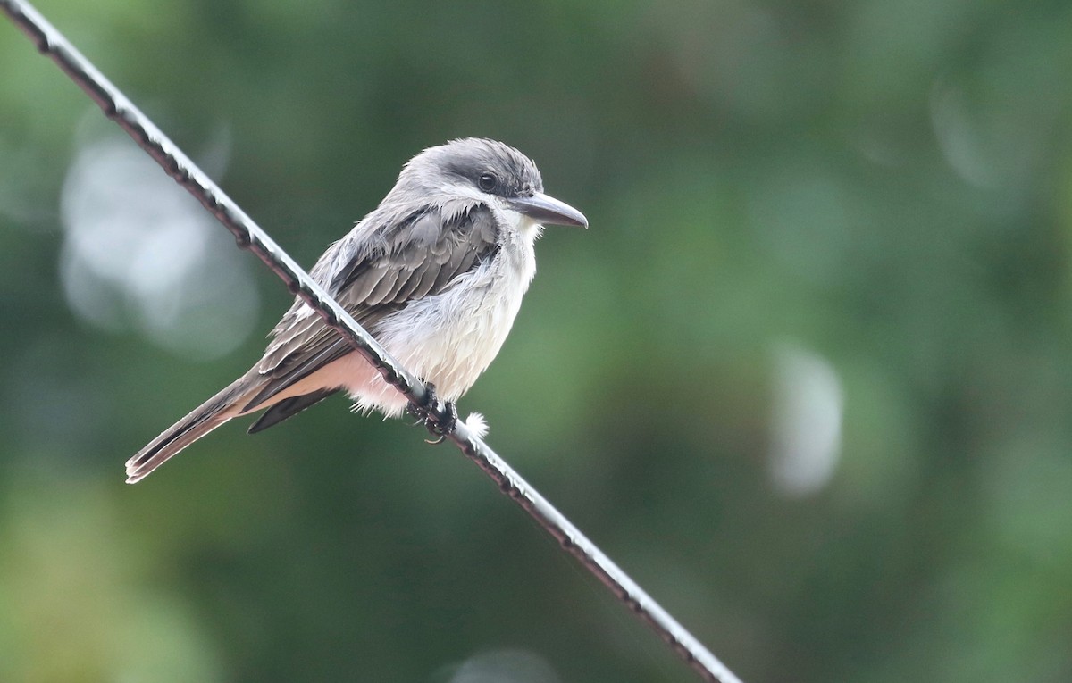 Gray Kingbird - ML207258221