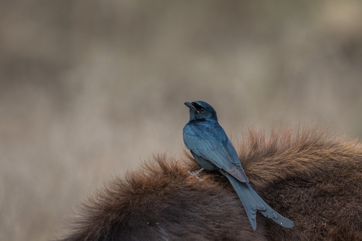 Black Drongo - ML207258251