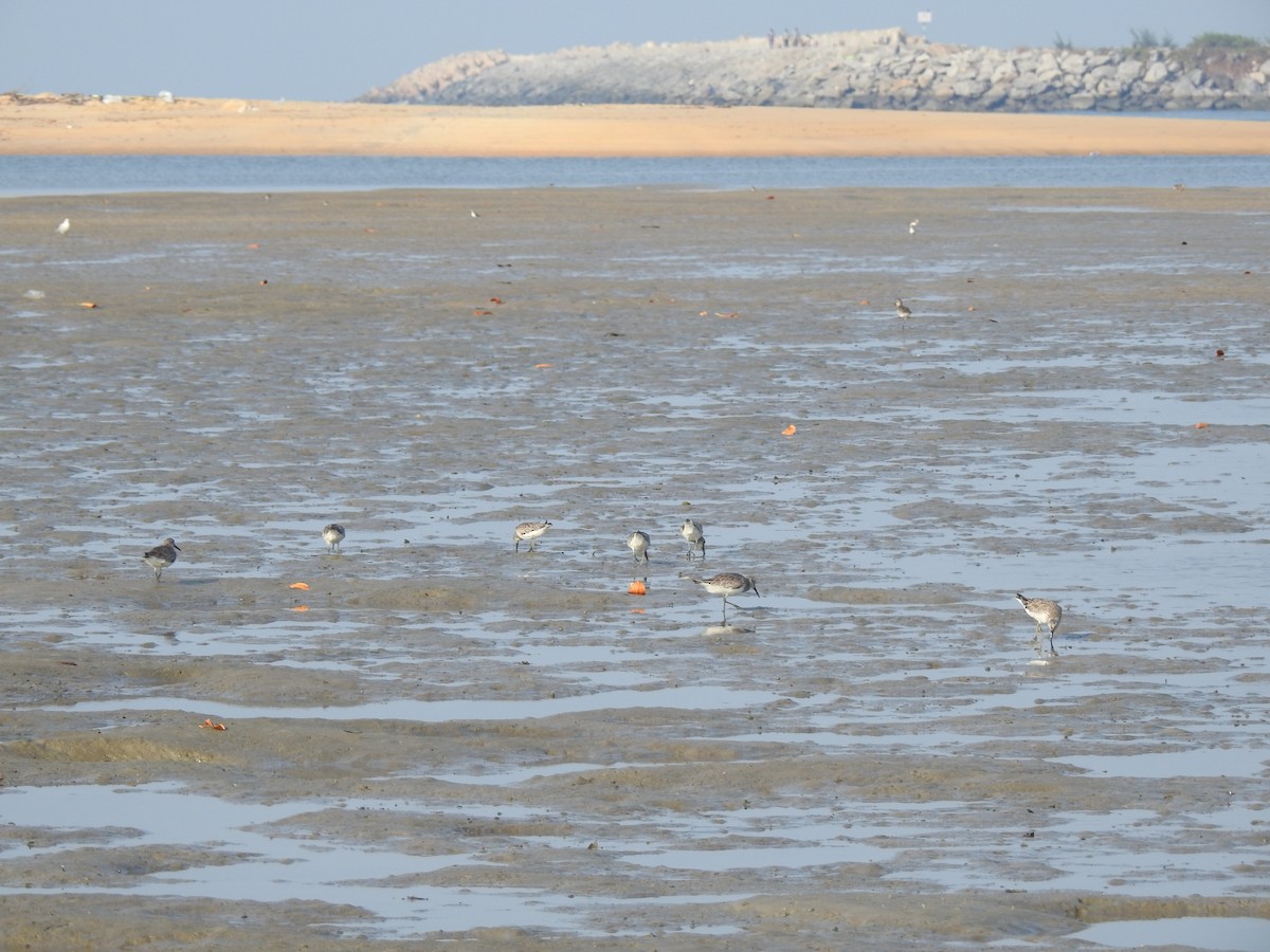 חופית גדולה - ML207258261