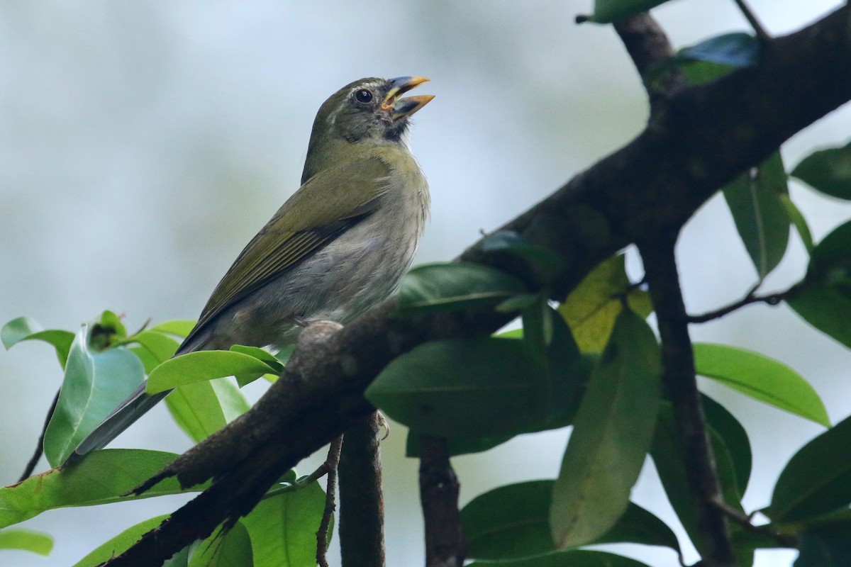 Lesser Antillean Saltator - Ryan Zucker