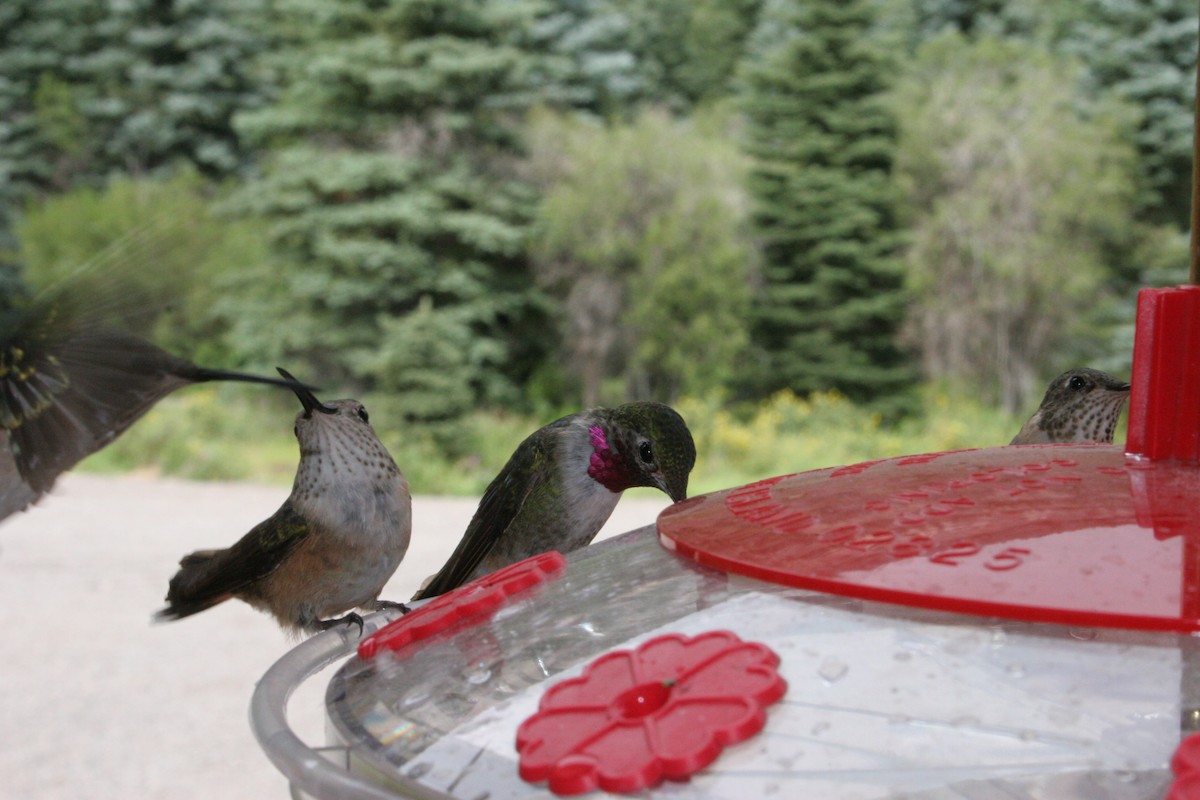 hummingbird sp. - Don Brode