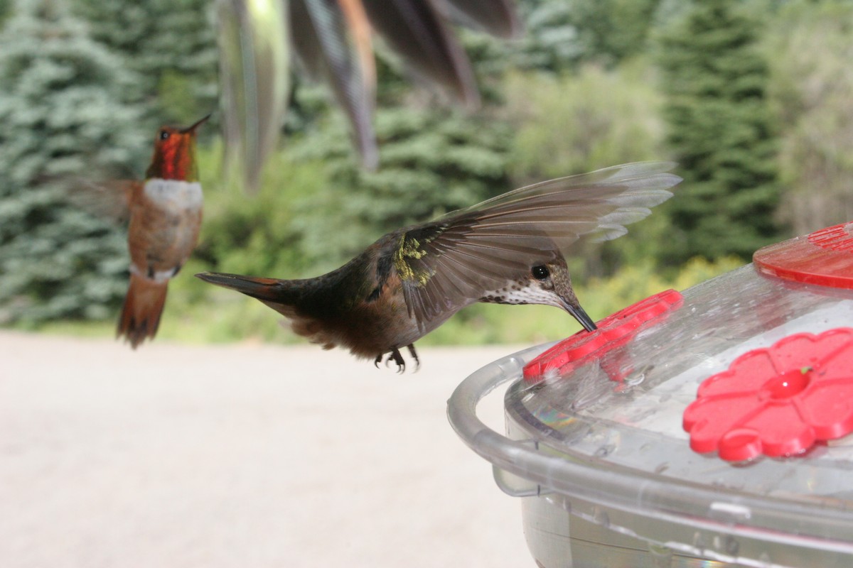 hummingbird sp. - Don Brode