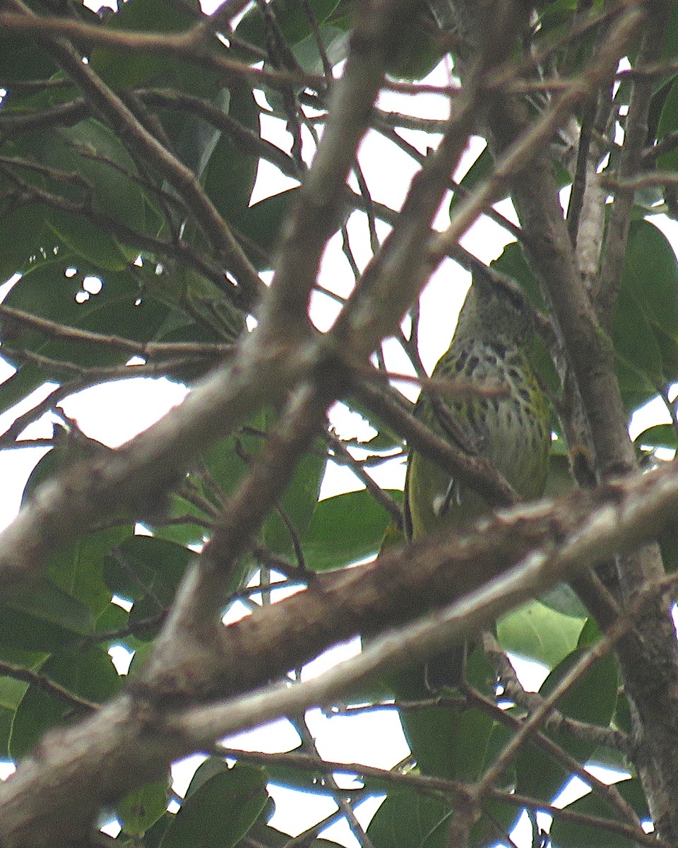 Spotted Tanager - ML207260161