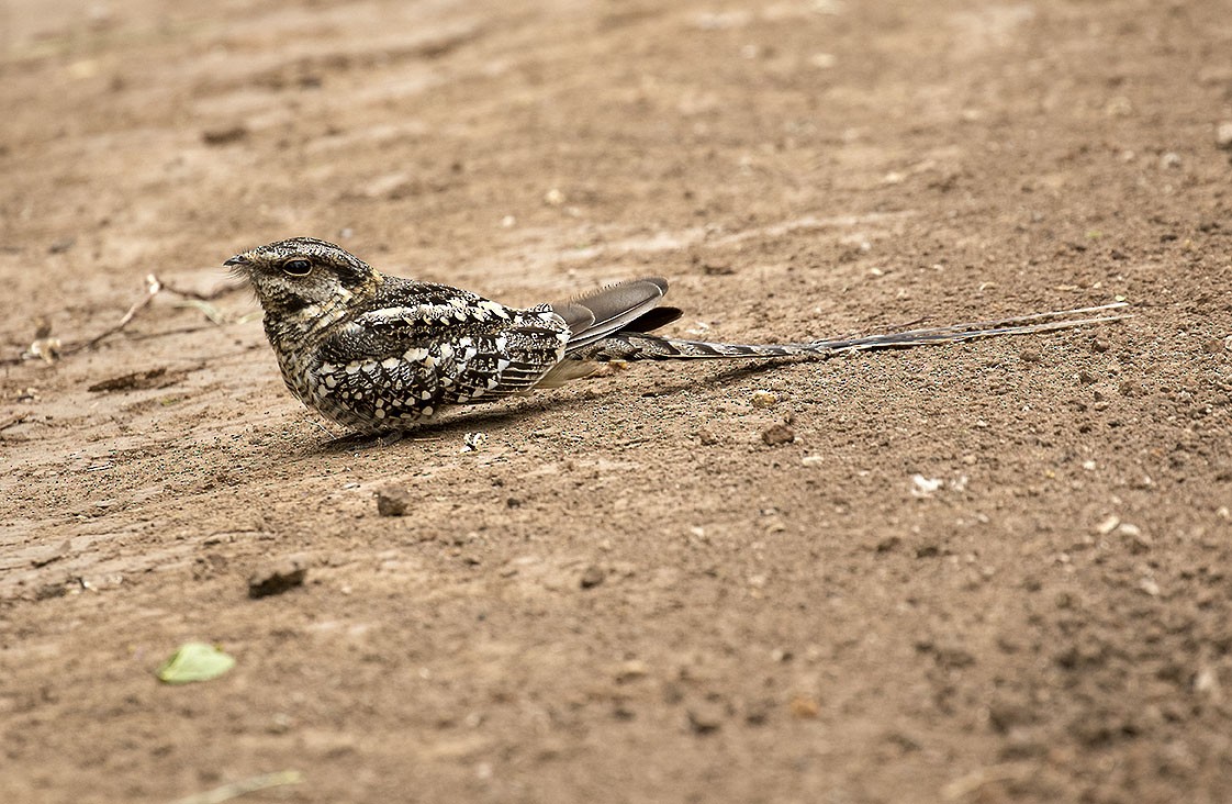 Scissor-tailed Nightjar - ML20726031