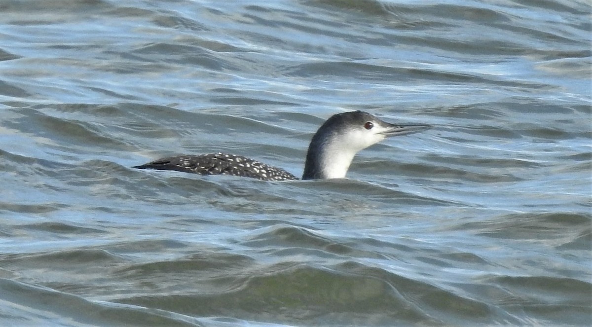 Red-throated Loon - ML207260751