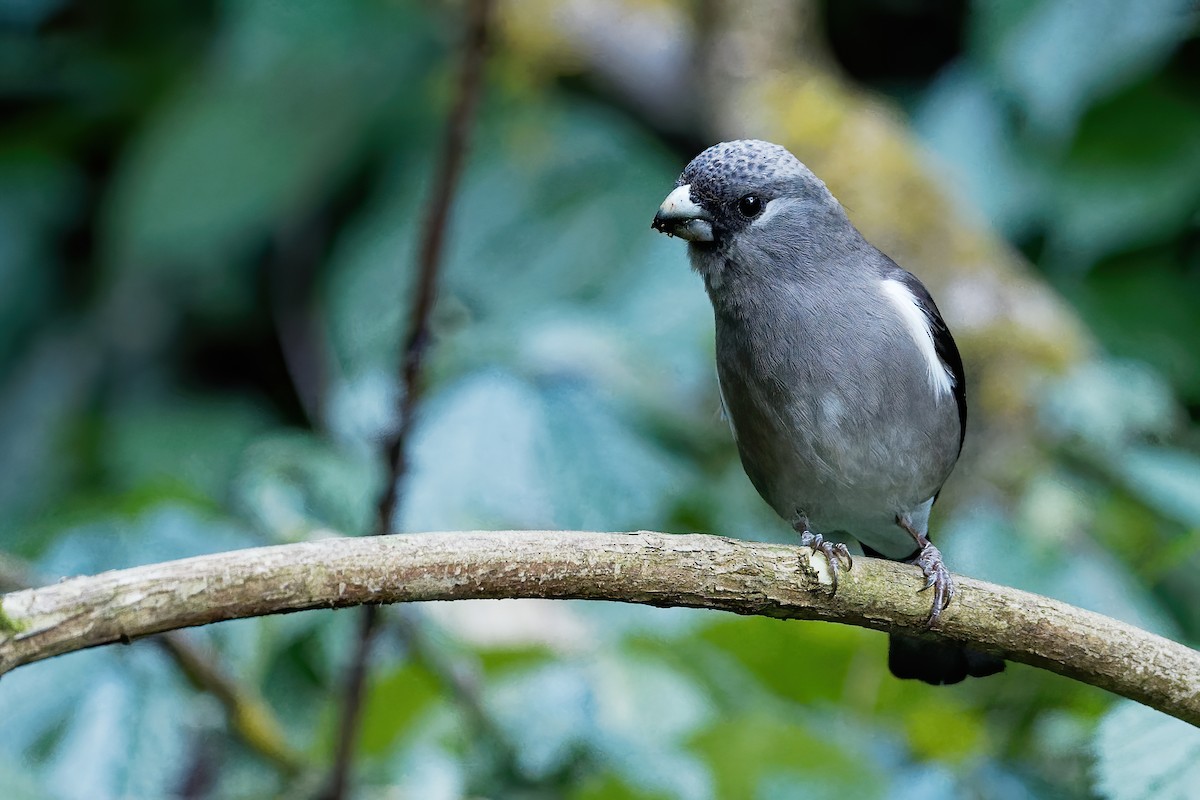 Brown Bullfinch - ML207261761