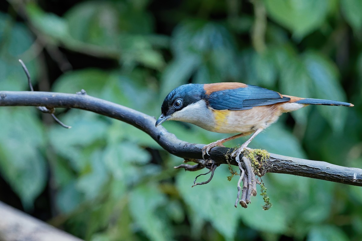 Black-headed Shrike-Babbler - ML207262201