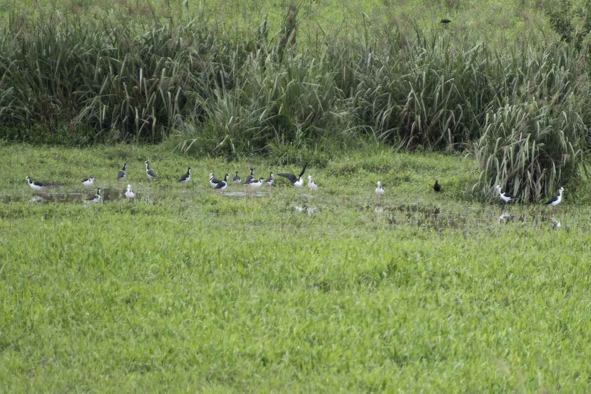 Black-necked Stilt (White-backed) - ML207262821