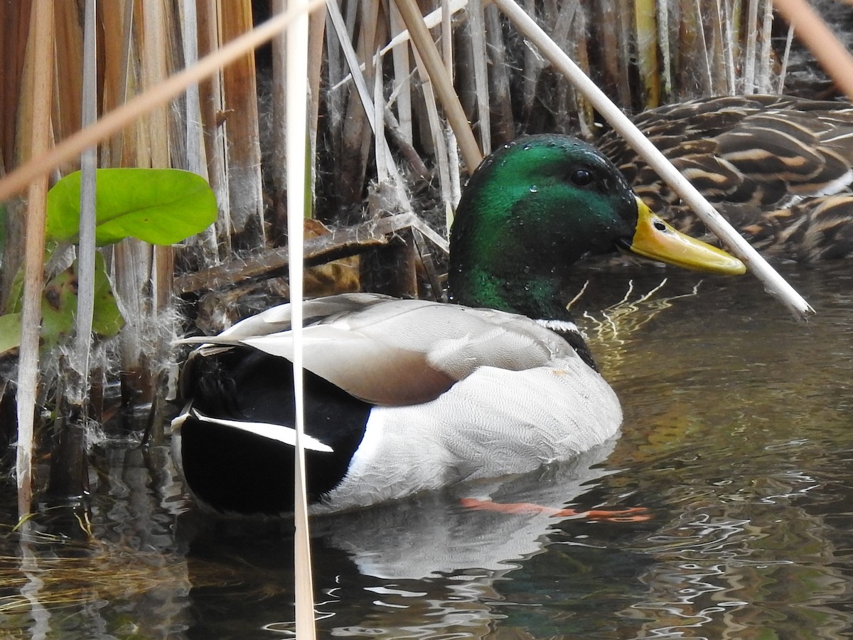 Mallard - Peter Herstein