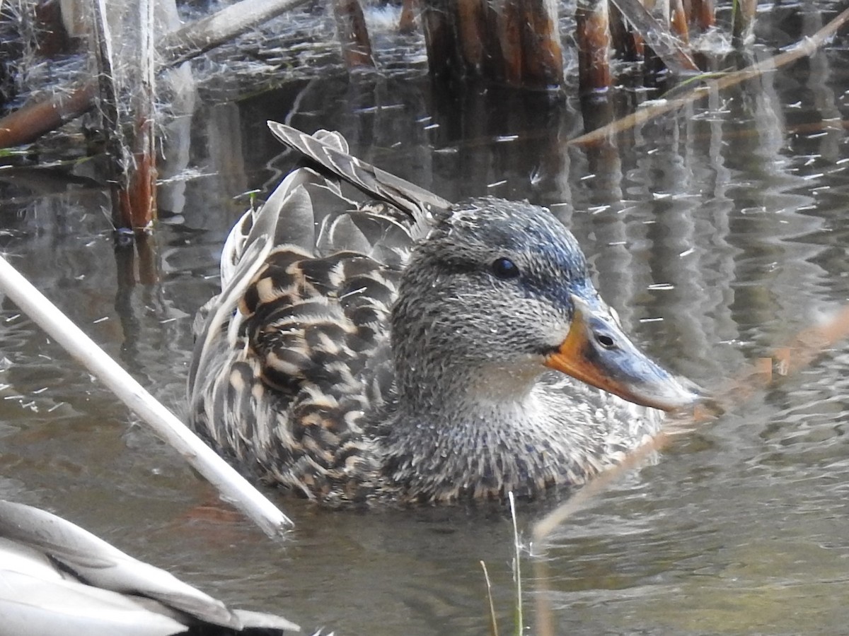 Canard colvert - ML207263401