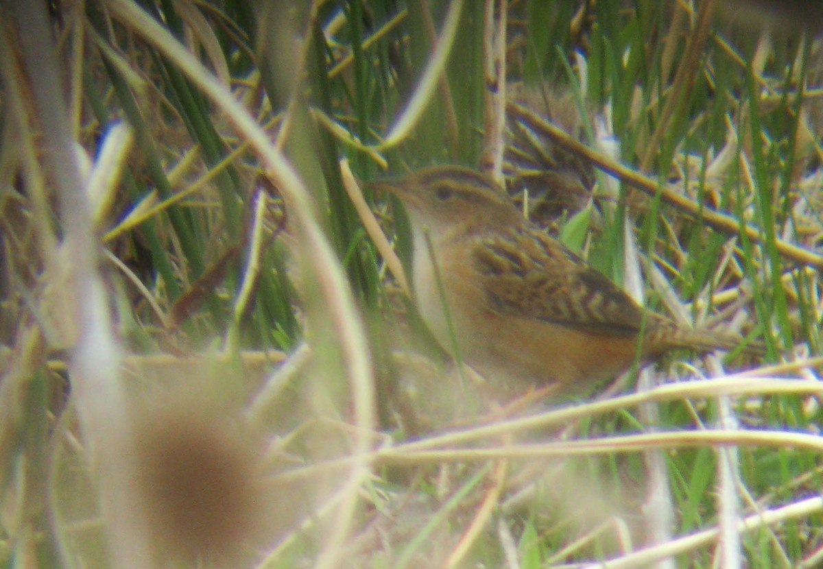 Sedge Wren - ML207263721