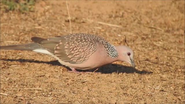 Spotted Dove - ML207264251