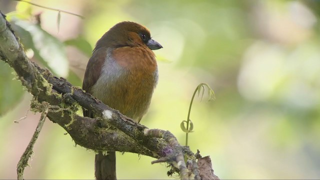 Güdük Barbet - ML207266641