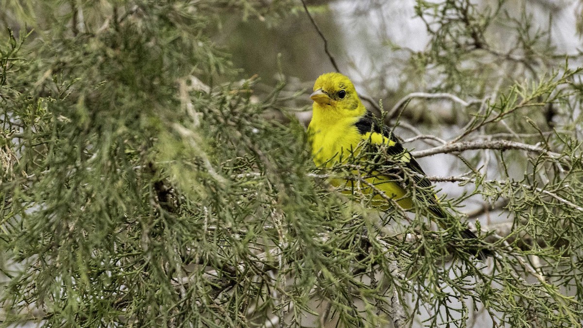 Western Tanager - ML207268571