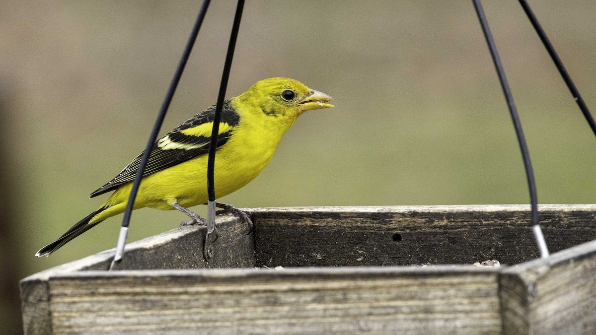 Western Tanager - ML207268581