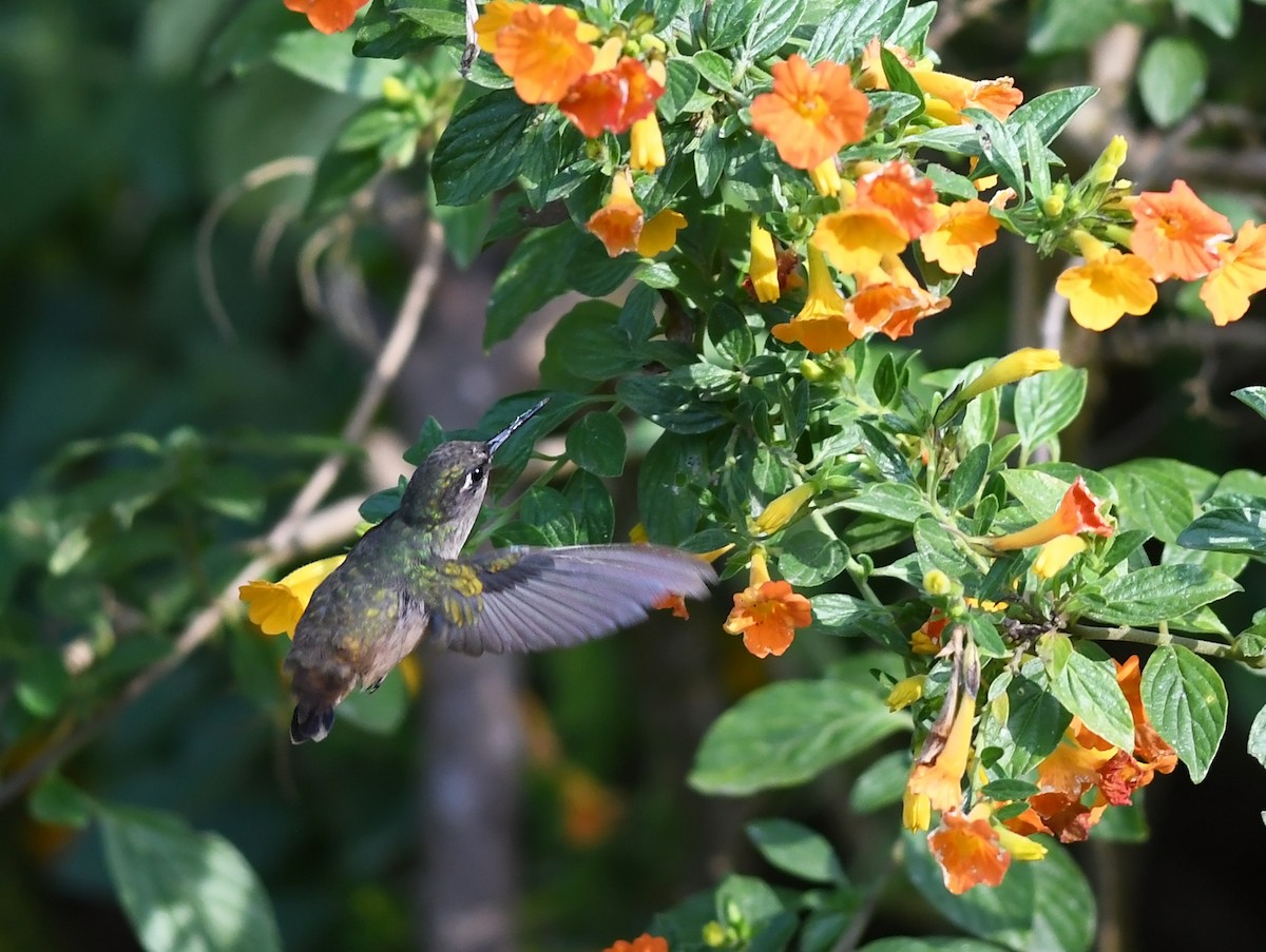 kolibřík hnědotemenný - ML207268901