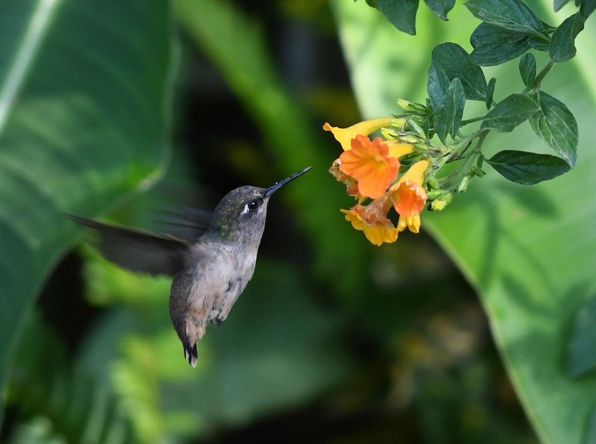 kolibřík hnědotemenný - ML207268911