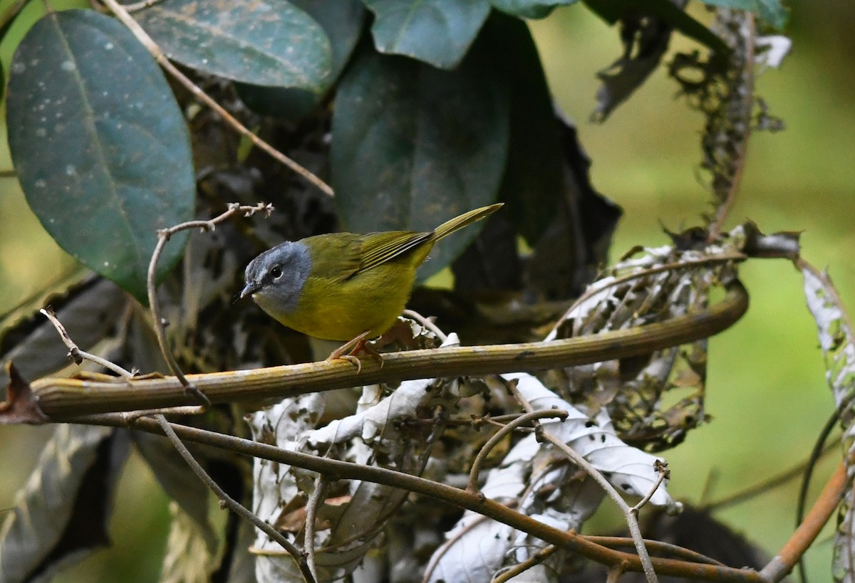 White-lored Warbler - ML207268971