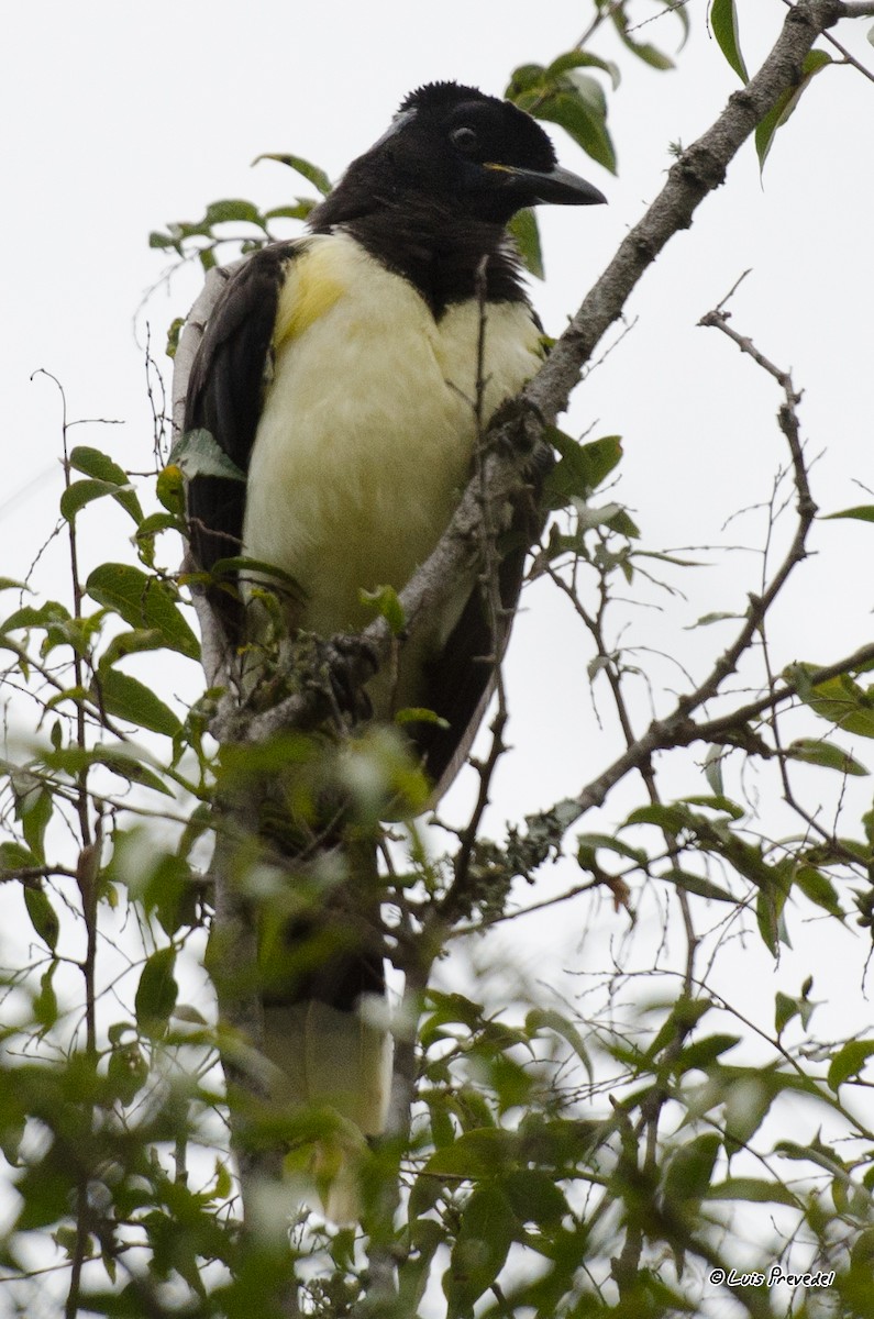 Plush-crested Jay - Luis Prevedel