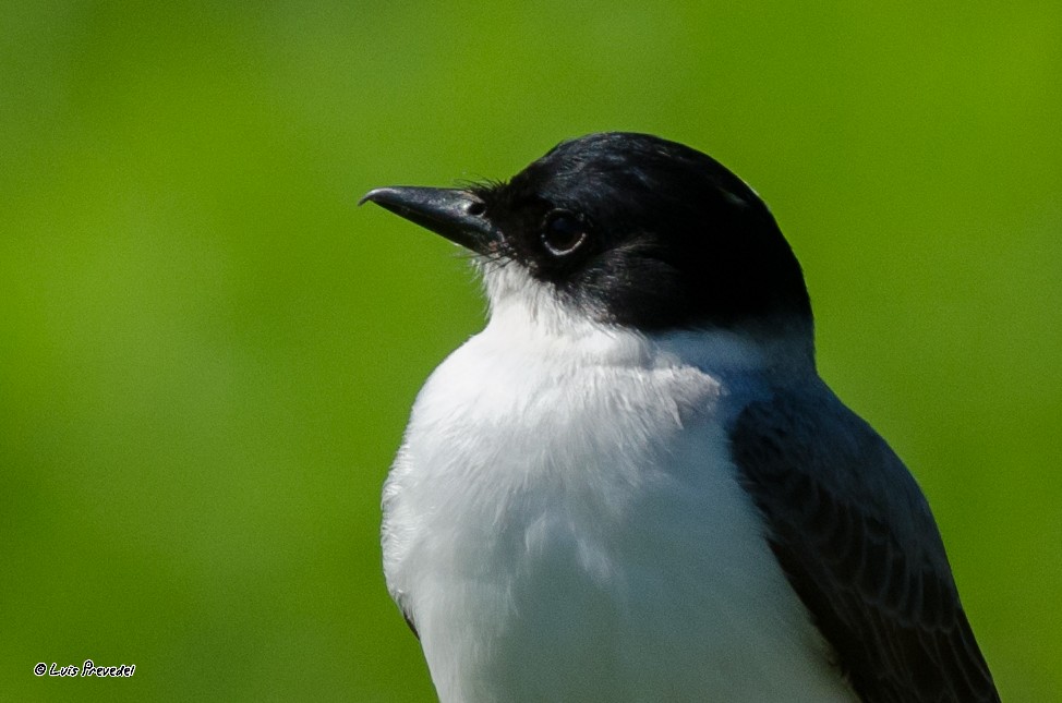 Fork-tailed Flycatcher - Luis Prevedel