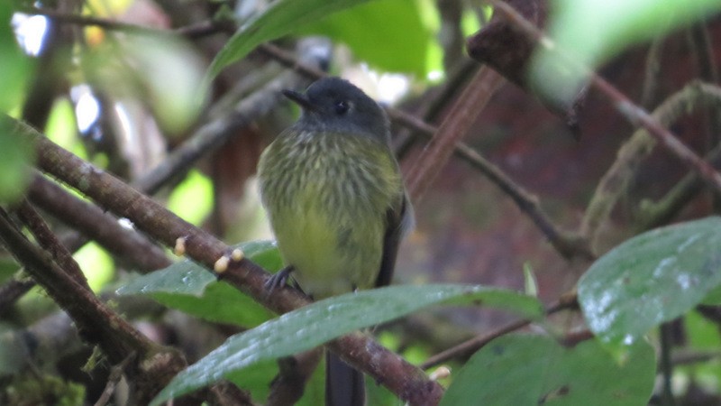 Streak-necked Flycatcher - ML207270761