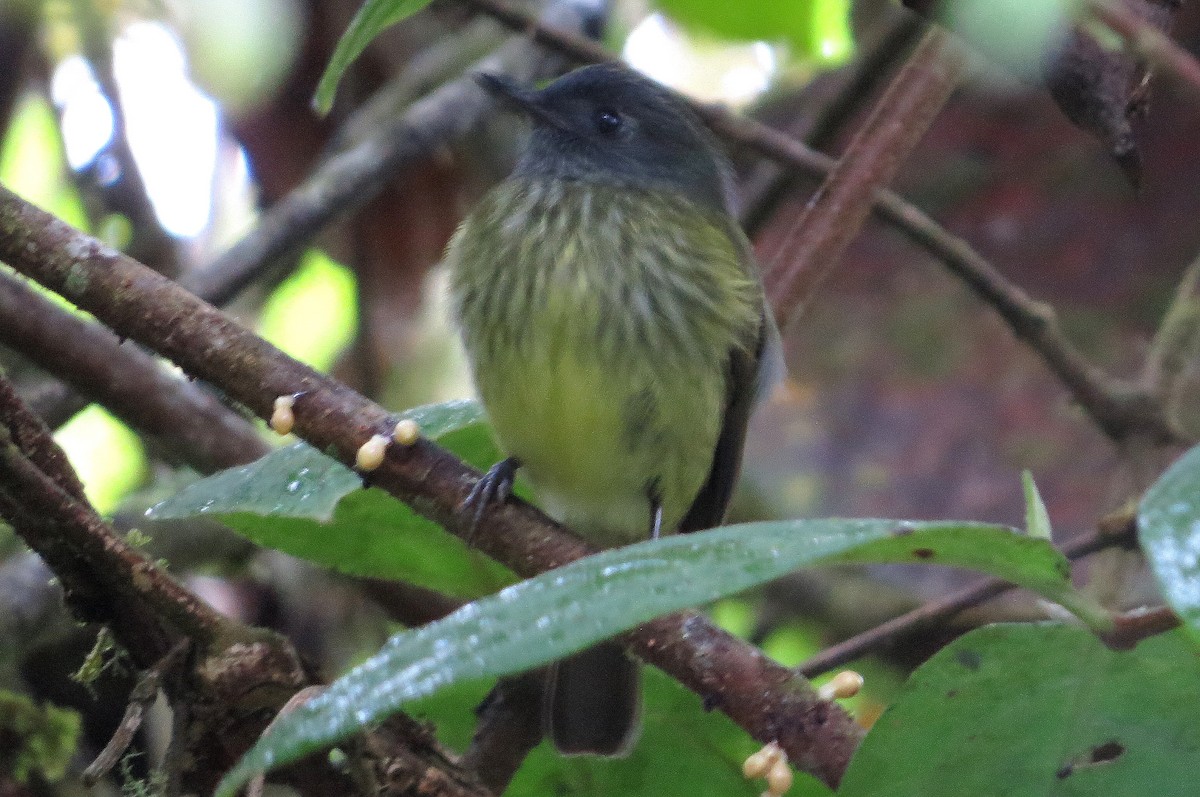 Streak-necked Flycatcher - ML207270891