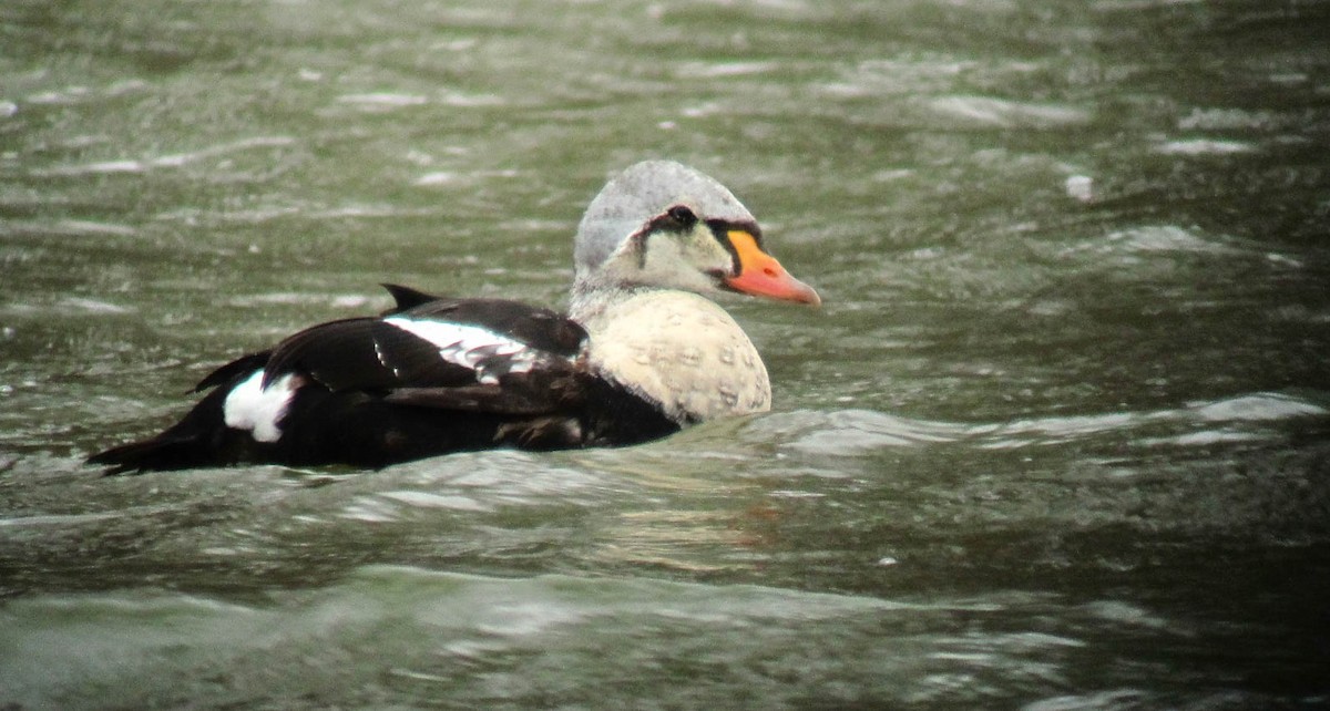 King Eider - ML207270911