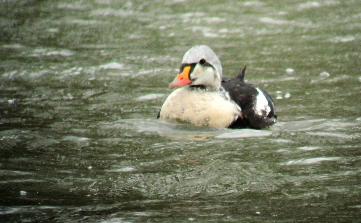 King Eider - ML207270921