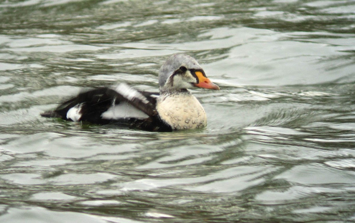 King Eider - ML207270931