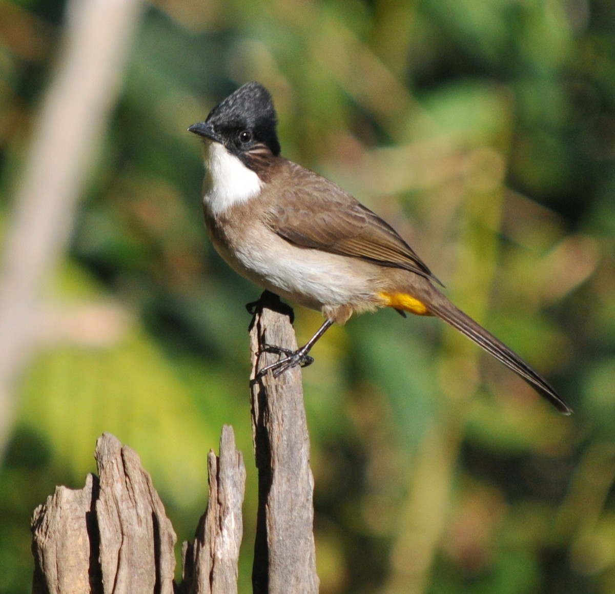 Brown-breasted Bulbul - Peter Carlsson
