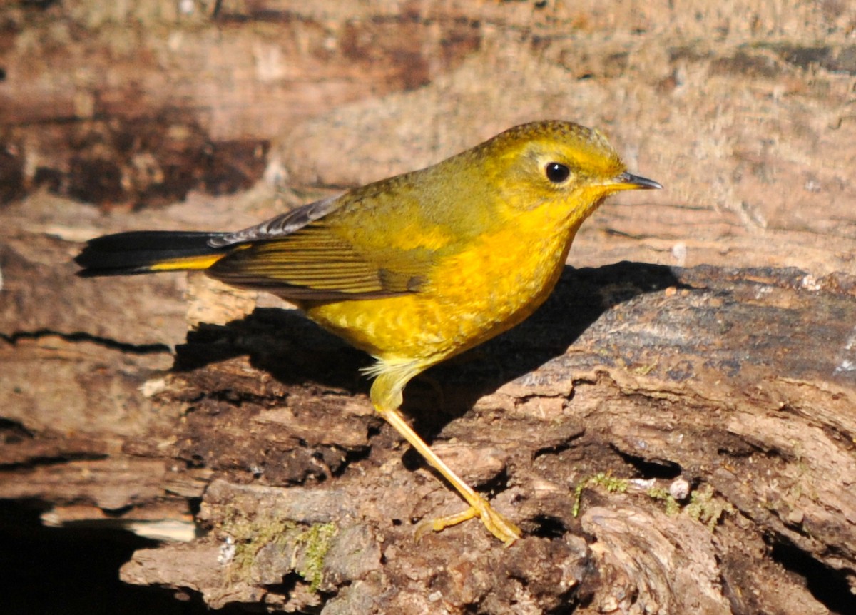 Golden Bush-Robin - ML207272091